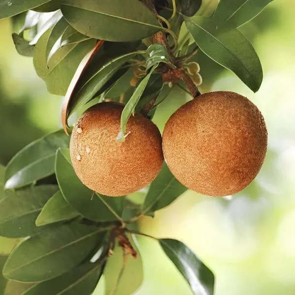 Combo_2Kalapatti_Variety_SapotaSweet_Tasty_Fleshy_Fruit-Hybrid_Chikoo_Grafted_Chiku_Healthy_Live_Plant(Height-2-.3_Ft)_Livdfor_Home_Garden