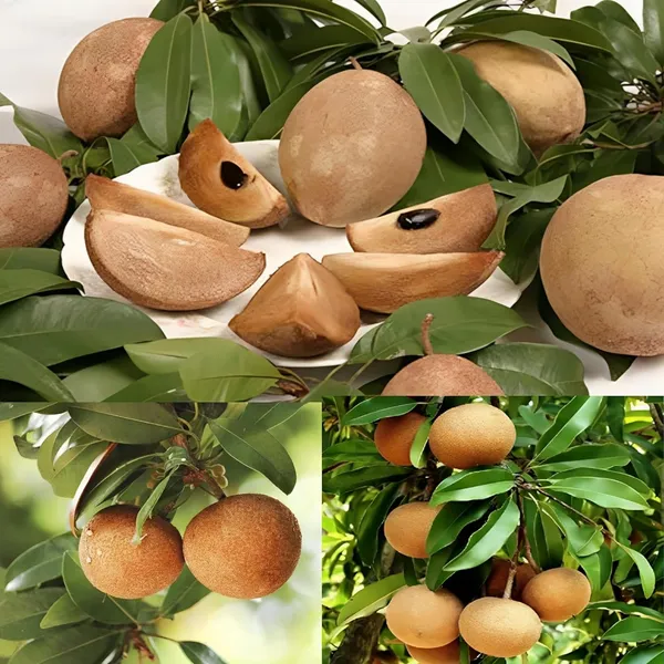 Combo_2Kalapatti_Variety_SapotaSweet_Tasty_Fleshy_Fruit-Hybrid_Chikoo_Grafted_Chiku_Healthy_Live_Plant(Height-2-.3_Ft)_Livdfor_Home_Garden