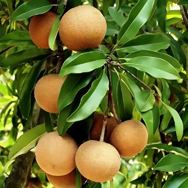 Combo_2Kalapatti_Variety_SapotaSweet_Tasty_Fleshy_Fruit-Hybrid_Chikoo_Grafted_Chiku_Healthy_Live_Plant(Height-2-.3_Ft)_Livdfor_Home_Garden