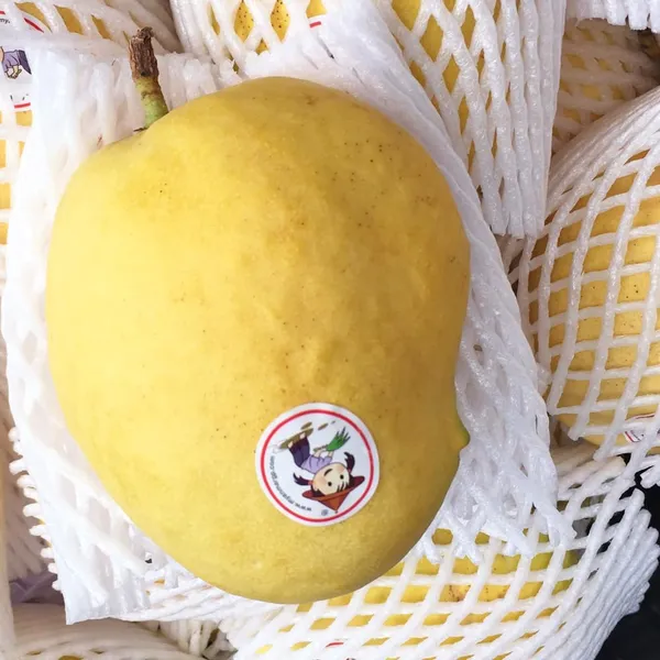 Nursery_Sein_Ta_Lone_Originated_In_Myanmar_Mango_Plant_(Grafted_Plant_Height_1.5-2_Feet)_Hybrid_1_Healthy_Fruit_Plant_For_Home_Garden_Fruit_After_2-3_Years_Aam_King_Of_Fruits