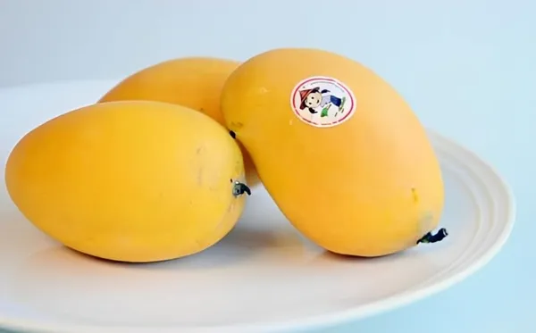 Nursery_Sein_Ta_Lone_Originated_In_Myanmar_Mango_Plant_(Grafted_Plant_Height_1.5-2_Feet)_Hybrid_1_Healthy_Fruit_Plant_For_Home_Garden_Fruit_After_2-3_Years_Aam_King_Of_Fruits