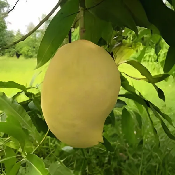 Nursery_Sein_Ta_Lone_Originated_In_Myanmar_Mango_Plant_(Grafted_Plant_Height_1.5-2_Feet)_Hybrid_1_Healthy_Fruit_Plant_For_Home_Garden_Fruit_After_2-3_Years_Aam_King_Of_Fruits