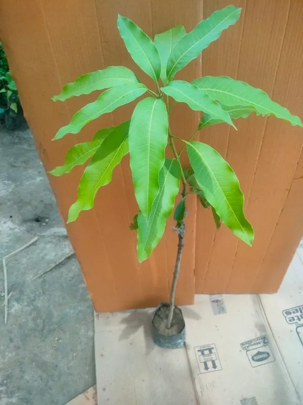 Sindhri_Mango_Plant_Hybrid_1_Healthy_Live_Plant_(Grafted_Plant,_1.5-2_Feet_Height)