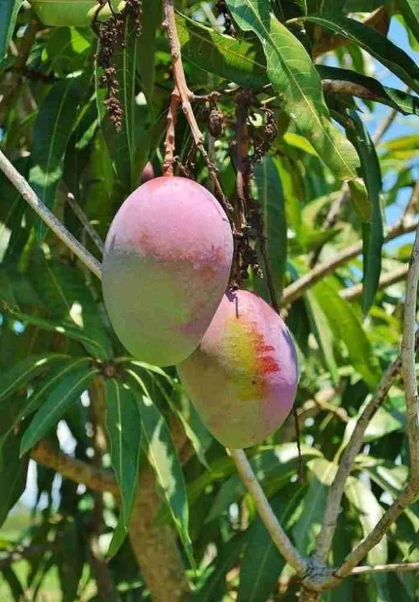 Sindhri_Mango_Plant_Hybrid_1_Healthy_Live_Plant_(Grafted_Plant,_1.5-2_Feet_Height)