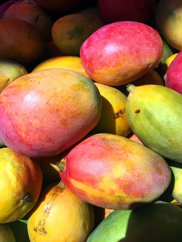 Sindhri_Mango_Plant_Hybrid_1_Healthy_Live_Plant_(Grafted_Plant,_1.5-2_Feet_Height)