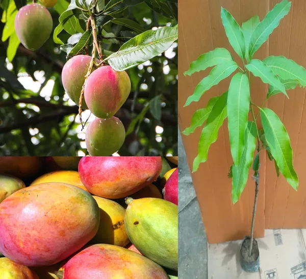 Sindhri_Mango_Plant_Hybrid_1_Healthy_Live_Plant_(Grafted_Plant,_1.5-2_Feet_Height)