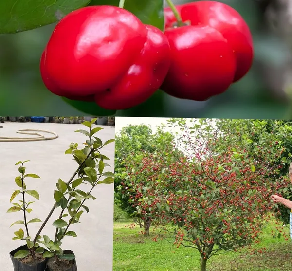 Sweet_Red_Cherry_Fruit_Plant_Live_Plant_For_Home_Garden_(Height-1.5-2_Feet)