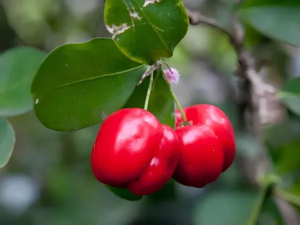 Sweet_Red_Cherry_Fruit_Plant_Live_Plant_For_Home_Garden_(Height-1.5-2_Feet)