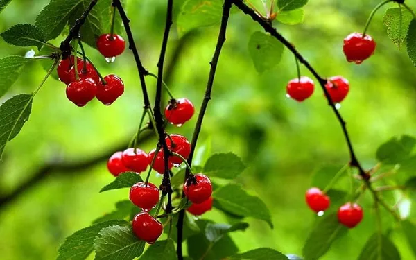 Sweet_Red_Cherry_Fruit_Plant_Live_Plant_For_Home_Garden_(Height-1.5-2_Feet)