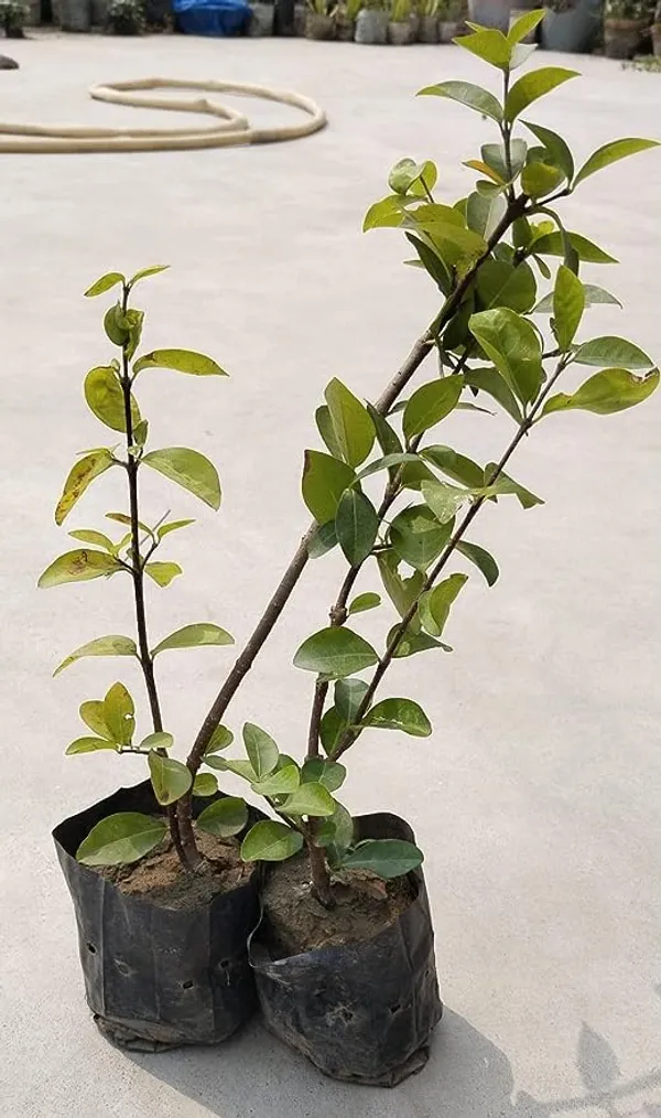 Sweet_Red_Cherry_Fruit_Plant_Live_Plant_For_Home_Garden_(Height-1.5-2_Feet)