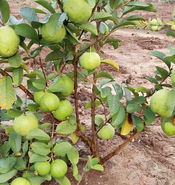 Taiwan_Guava_Plantair_Layered_1.5-2_Feet_Plant_For_Home_Garden_Guava_Tree_Hybrid