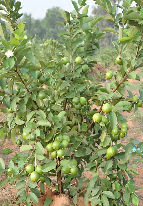 Taiwan_Guava_Plantair_Layered_1.5-2_Feet_Plant_For_Home_Garden_Guava_Tree_Hybrid