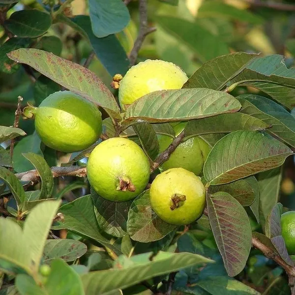 Taiwan_Guava_Plantair_Layered_1.5-2_Feet_Plant_For_Home_Garden_Guava_Tree_Hybrid