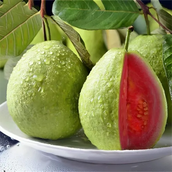Taiwan_Guava_Plantair_Layered_1.5-2_Feet_Plant_For_Home_Garden_Guava_Tree_Hybrid