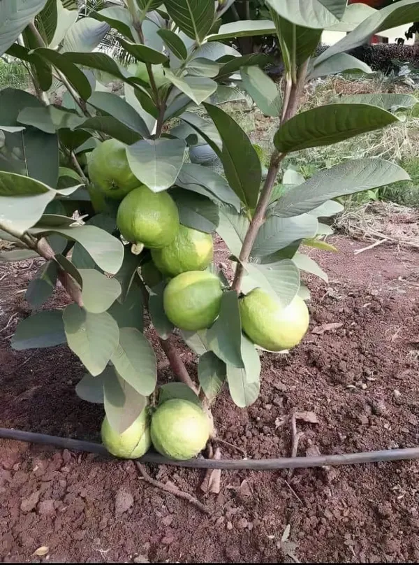Taiwan_Guava_Plantair_Layered_1.5-2_Feet_Plant_For_Home_Garden_Guava_Tree_Hybrid