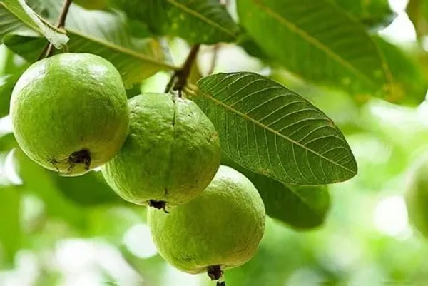 Taiwan_Guava_Plantair_Layered_1.5-2_Feet_Plant_For_Home_Garden_Guava_Tree_Hybrid