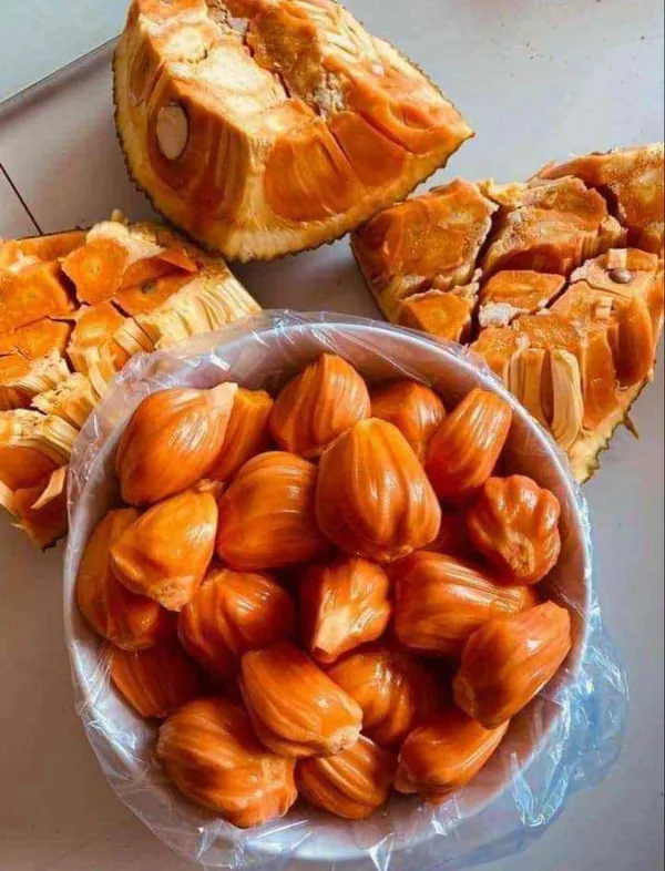 Red_Jackfruit_Plant_Hybrid_Fruit_Plant'_1.5-2_Feet_Height_Plant_For_Home_Garden