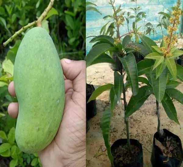 Thai_All_Time_Mango_Plant_Grafted_(Height_1.5-2_Feet)_Fruit_After_6_Month_All_Season_Mango_Plant_Hybrid_Thailand_Baramasi_Mango_Tree_Fruit_Plant_For_Home_Garden__Mango_Fruit_Tree