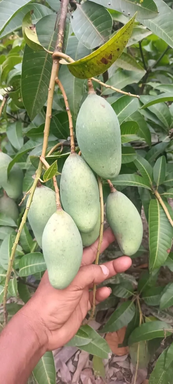 Thai_All_Time_Mango_Plant_Grafted_(Height_1.5-2_Feet)_Fruit_After_6_Month_All_Season_Mango_Plant_Hybrid_Thailand_Baramasi_Mango_Tree_Fruit_Plant_For_Home_Garden__Mango_Fruit_Tree