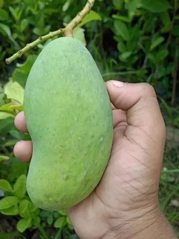 Thai_All_Time_Mango_Plant_Grafted_(Height_1.5-2_Feet)_Fruit_After_6_Month_All_Season_Mango_Plant_Hybrid_Thailand_Baramasi_Mango_Tree_Fruit_Plant_For_Home_Garden__Mango_Fruit_Tree