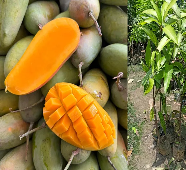 Fast-Growing_Thai_Mahachanok_Mango_Plant_-_Enjoy_Fresh_Mangoes_In_No_Time_Fruit_After_1.5-2_Years_Hybrid_1_Healthy_Live_Plant_(Grafted_Plant,_1.5-2_Feet_Height)