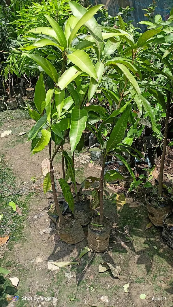 Fast-Growing_Thai_Mahachanok_Mango_Plant_-_Enjoy_Fresh_Mangoes_In_No_Time_Fruit_After_1.5-2_Years_Hybrid_1_Healthy_Live_Plant_(Grafted_Plant,_1.5-2_Feet_Height)