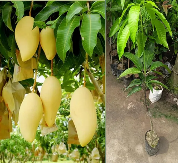 Thai_Nam_Dok_Mai_Mango_Grafted_Plant_-_Variety-_Golden_Nam_Doc_Mai_Tree_Height_3_Feet,_Pack_Of_1_Plant
