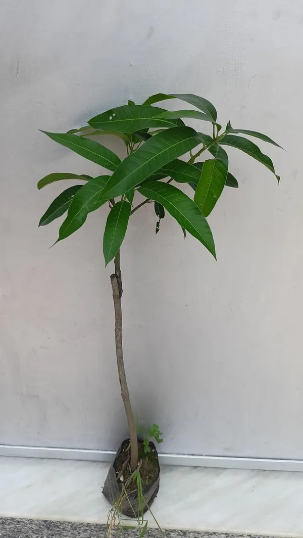 Thailand_Purple_Mango_Nam-Dok-Mai_Si_Mueng_Hybrid_Thai_Purple_Mango_Fruit_Plant_(Grafted_Plant,_1.5-2_Feet_Height)_Live_Plant_For_Home_Garden