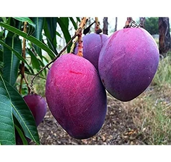Thailand_Purple_Mango_Nam-Dok-Mai_Si_Mueng_Hybrid_Thai_Purple_Mango_Fruit_Plant_(Grafted_Plant,_1.5-2_Feet_Height)_Live_Plant_For_Home_Garden