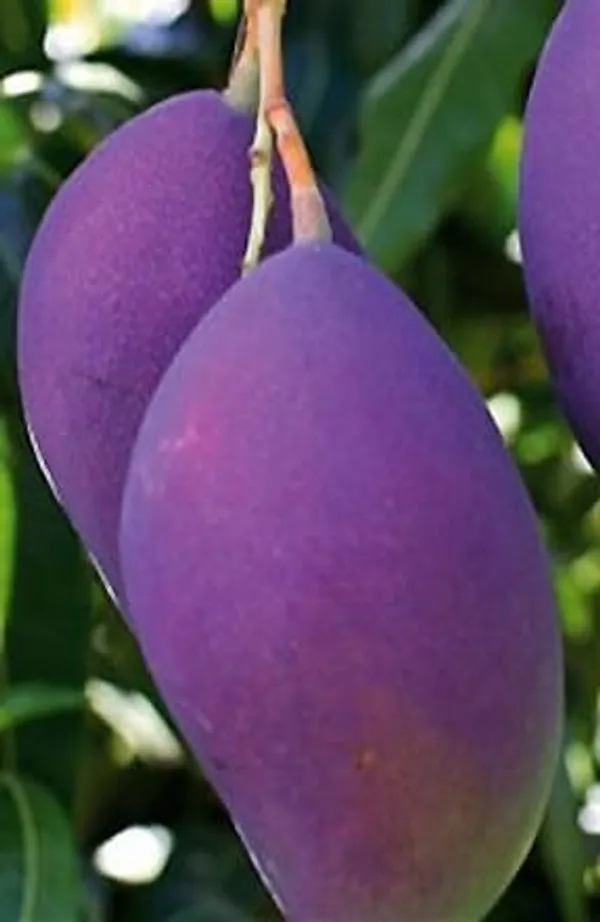 Thailand_Purple_Mango_Nam-Dok-Mai_Si_Mueng_Hybrid_Thai_Purple_Mango_Fruit_Plant_(Grafted_Plant,_1.5-2_Feet_Height)_Live_Plant_For_Home_Garden