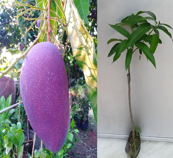 Thailand_Purple_Mango_Nam-Dok-Mai_Si_Mueng_Hybrid_Thai_Purple_Mango_Fruit_Plant_(Grafted_Plant,_1.5-2_Feet_Height)_Live_Plant_For_Home_Garden