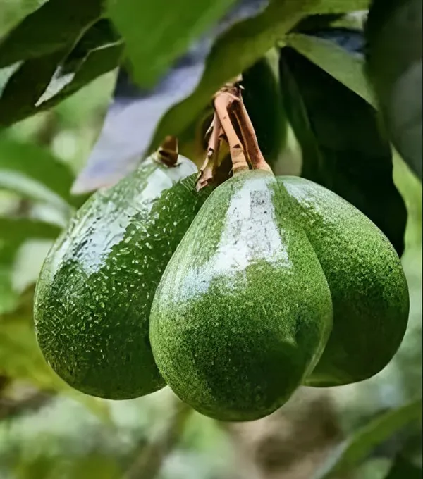Avocado_Fruit_Plant_Live_Thompson_Plant_1.5-2_Feet_Hybrid_Plant_-_Plant_Super_Yielding_Early_Fruit_Plant
