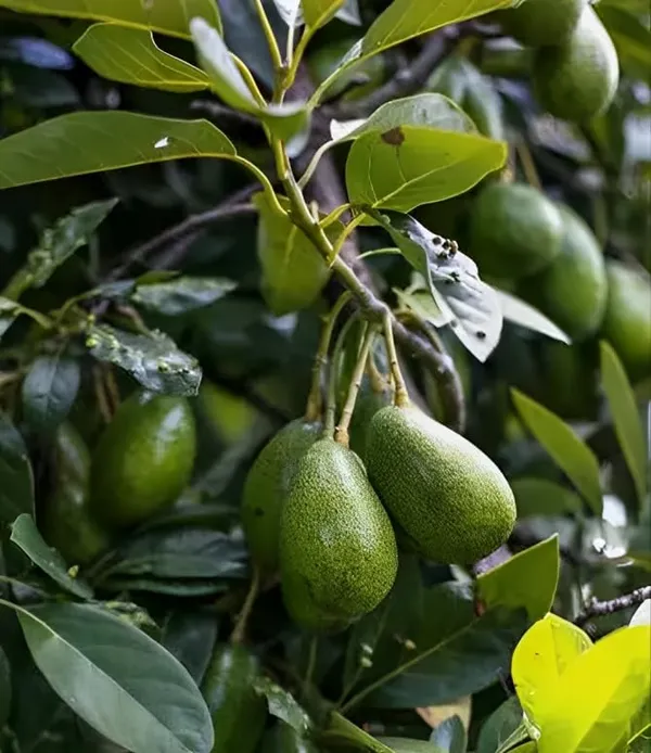 Avocado_Fruit_Plant_Live_Thompson_Plant_1.5-2_Feet_Hybrid_Plant_-_Plant_Super_Yielding_Early_Fruit_Plant
