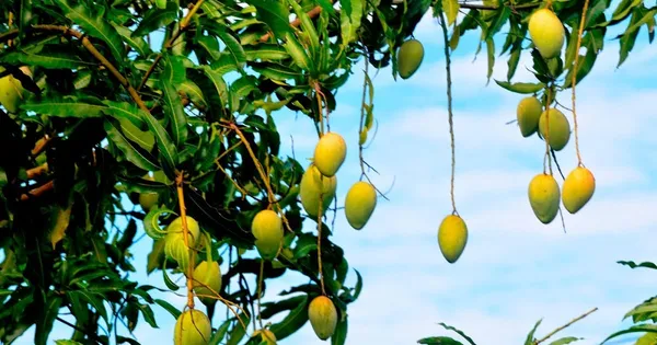 Tong_Dam_Mango_Plant_(Grafted_Plant_Height_1.5-2_Feet)_Hybrid_1_Healthy_Live_Furit_Plant_For_Home_Garden_Fruit_After_2-3_Years_Aam_King_Of_Fruits_Live_Amba_Fruit_Tree