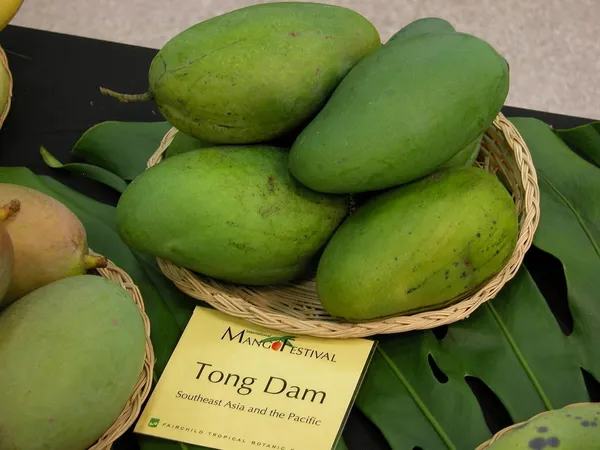 Tong_Dam_Mango_Plant_(Grafted_Plant_Height_1.5-2_Feet)_Hybrid_1_Healthy_Live_Furit_Plant_For_Home_Garden_Fruit_After_2-3_Years_Aam_King_Of_Fruits_Live_Amba_Fruit_Tree