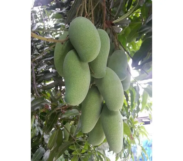 Tong_Dam_Mango_Plant_(Grafted_Plant_Height_1.5-2_Feet)_Hybrid_1_Healthy_Live_Furit_Plant_For_Home_Garden_Fruit_After_2-3_Years_Aam_King_Of_Fruits_Live_Amba_Fruit_Tree
