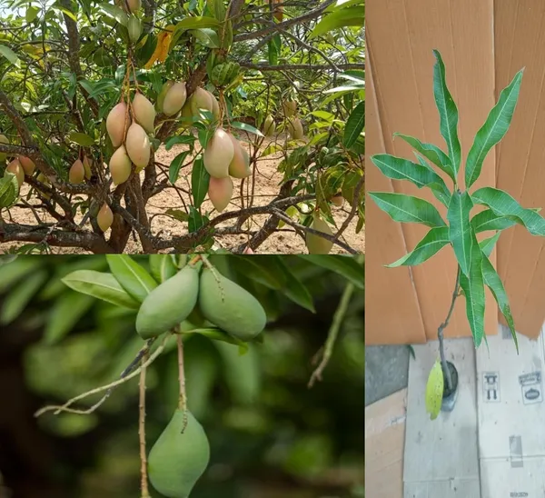 Premium_Totapuri_Mango_Plant_Grafted_Hybrid_-Fruit_After_1.5-2_Years_(1.5-2_Feet_Height)_Exotic_Fruit_Tree_1_Healthy_Live_Plant