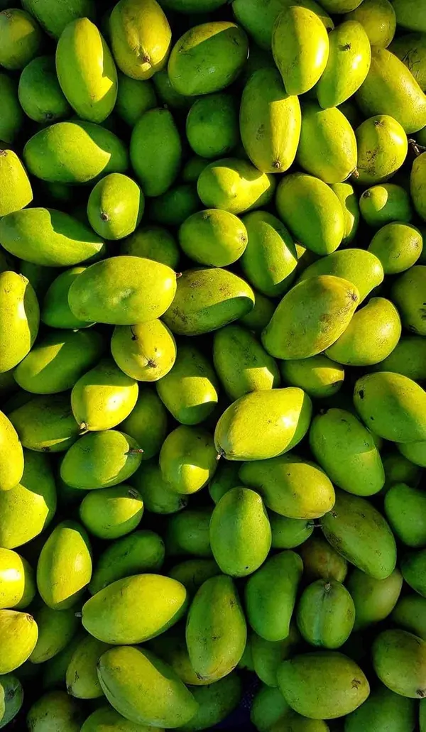 Premium_Totapuri_Mango_Plant_Grafted_Hybrid_-Fruit_After_1.5-2_Years_(1.5-2_Feet_Height)_Exotic_Fruit_Tree_1_Healthy_Live_Plant