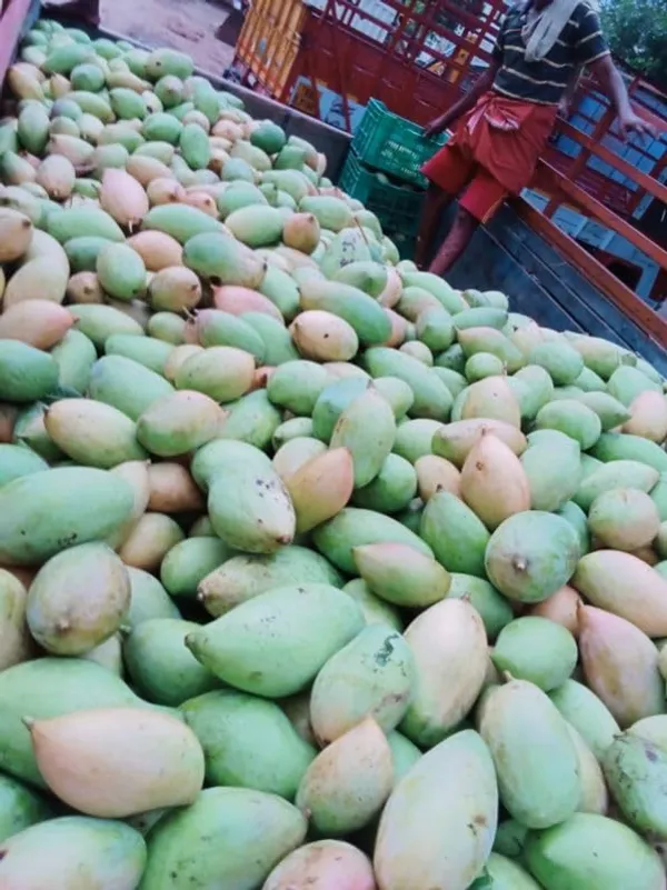 Premium_Totapuri_Mango_Plant_Grafted_Hybrid_-Fruit_After_1.5-2_Years_(1.5-2_Feet_Height)_Exotic_Fruit_Tree_1_Healthy_Live_Plant