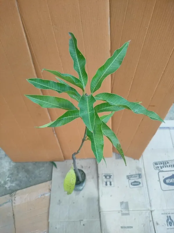 Premium_Totapuri_Mango_Plant_Grafted_Hybrid_-Fruit_After_1.5-2_Years_(1.5-2_Feet_Height)_Exotic_Fruit_Tree_1_Healthy_Live_Plant