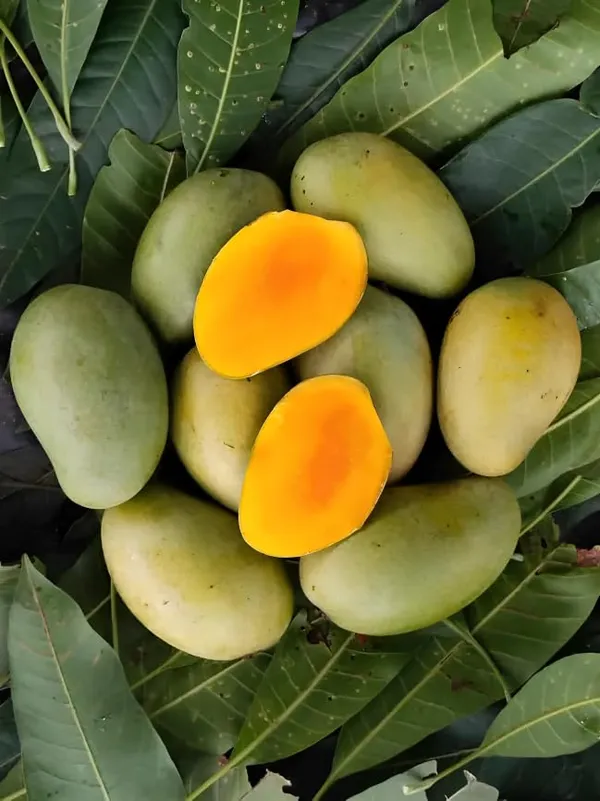 Combo_2Vietnam_Chikoo_PlantAmrapali_Mango_Tree_Sapota_Fruit_Plant_(Height-1.5-2_Feet)_Chiku_Plant_Hybrid_Sweet_Tasty_Fleshy_Fruit-Hybrid_2_Grafted_Healthy_Live_Plant