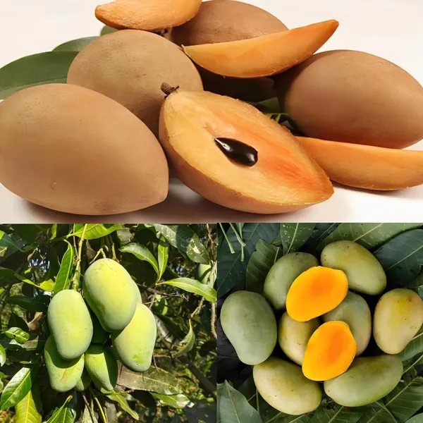 Combo_2Vietnam_Chikoo_PlantAmrapali_Mango_Tree_Sapota_Fruit_Plant_(Height-1.5-2_Feet)_Chiku_Plant_Hybrid_Sweet_Tasty_Fleshy_Fruit-Hybrid_2_Grafted_Healthy_Live_Plant