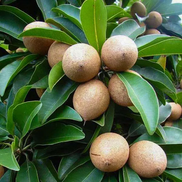 Combo_2Vietnam_Chikoo_PlantAmrapali_Mango_Tree_Sapota_Fruit_Plant_(Height-1.5-2_Feet)_Chiku_Plant_Hybrid_Sweet_Tasty_Fleshy_Fruit-Hybrid_2_Grafted_Healthy_Live_Plant