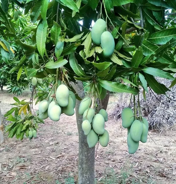 Combo_2Vietnam_Chikoo_PlantAmrapali_Mango_Tree_Sapota_Fruit_Plant_(Height-1.5-2_Feet)_Chiku_Plant_Hybrid_Sweet_Tasty_Fleshy_Fruit-Hybrid_2_Grafted_Healthy_Live_Plant