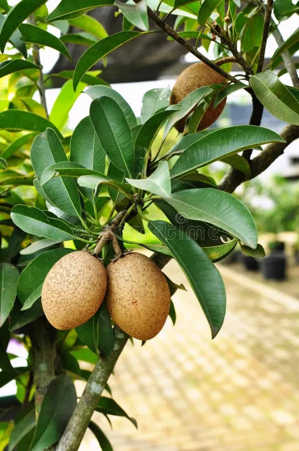 Combo_2Vietnam_Chikoo_PlantAmrapali_Mango_Tree_Sapota_Fruit_Plant_(Height-1.5-2_Feet)_Chiku_Plant_Hybrid_Sweet_Tasty_Fleshy_Fruit-Hybrid_2_Grafted_Healthy_Live_Plant