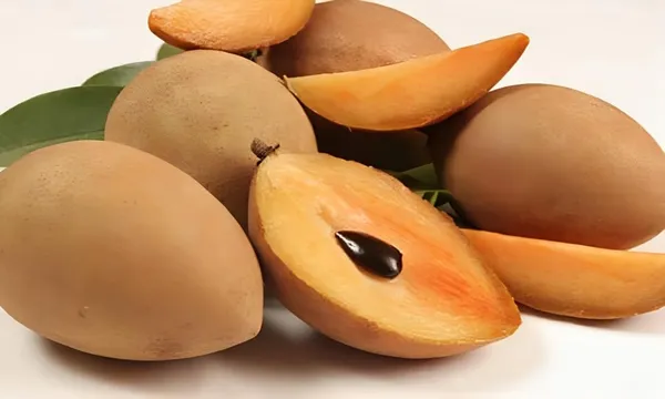 Combo_2Vietnam_Chikoo_PlantAmrapali_Mango_Tree_Sapota_Fruit_Plant_(Height-1.5-2_Feet)_Chiku_Plant_Hybrid_Sweet_Tasty_Fleshy_Fruit-Hybrid_2_Grafted_Healthy_Live_Plant