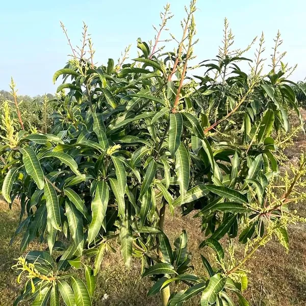 Combo_2Vietnam_Chikoo_PlantAmrapali_Mango_Tree_Sapota_Fruit_Plant_(Height-1.5-2_Feet)_Chiku_Plant_Hybrid_Sweet_Tasty_Fleshy_Fruit-Hybrid_2_Grafted_Healthy_Live_Plant