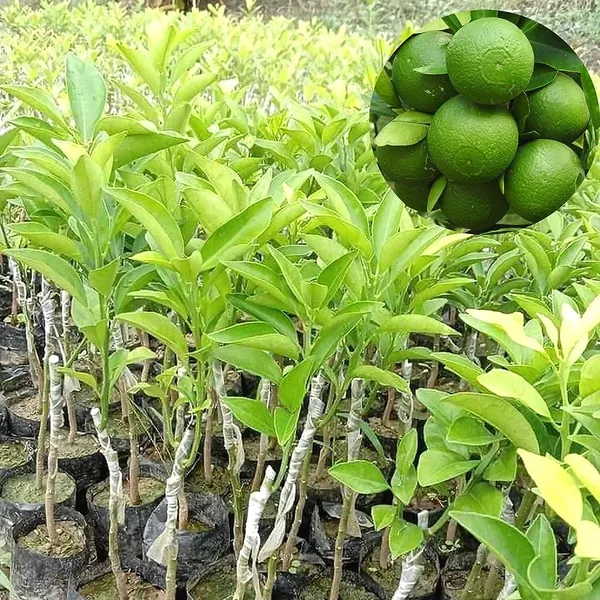 Bari_Malta_1_Plant_Hybrid_Grafted_All_Seasons_Fruit_9_Month_(Plant_Height_1.5-2_Feet)_Plant_For_Home_Garden