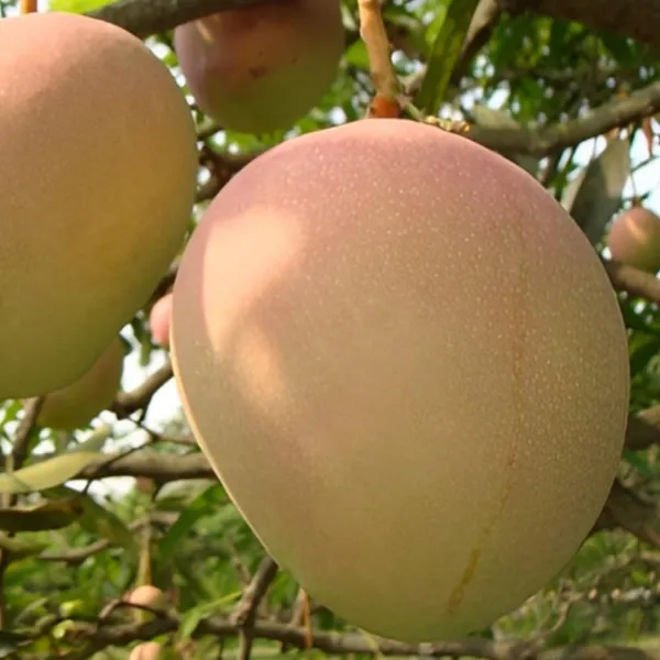 Vanraj_Mango_Plant_Grafted_Plant_Height_1.5-2_Feet_Hybrid_Mango_Tree_Fruit_After_2-3_Years_Aam_King_Of_Fruits_Plant_For_Home_Garden_Fruit