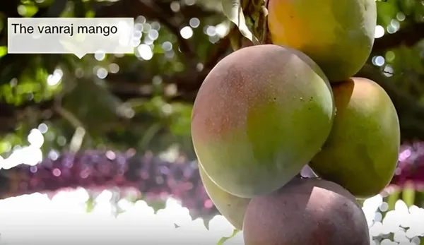 Vanraj_Mango_Plant_Grafted_Plant_Height_1.5-2_Feet_Hybrid_Mango_Tree_Fruit_After_2-3_Years_Aam_King_Of_Fruits_Plant_For_Home_Garden_Fruit